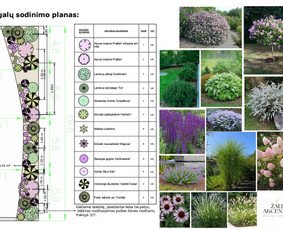 Augalų sodinimo planas